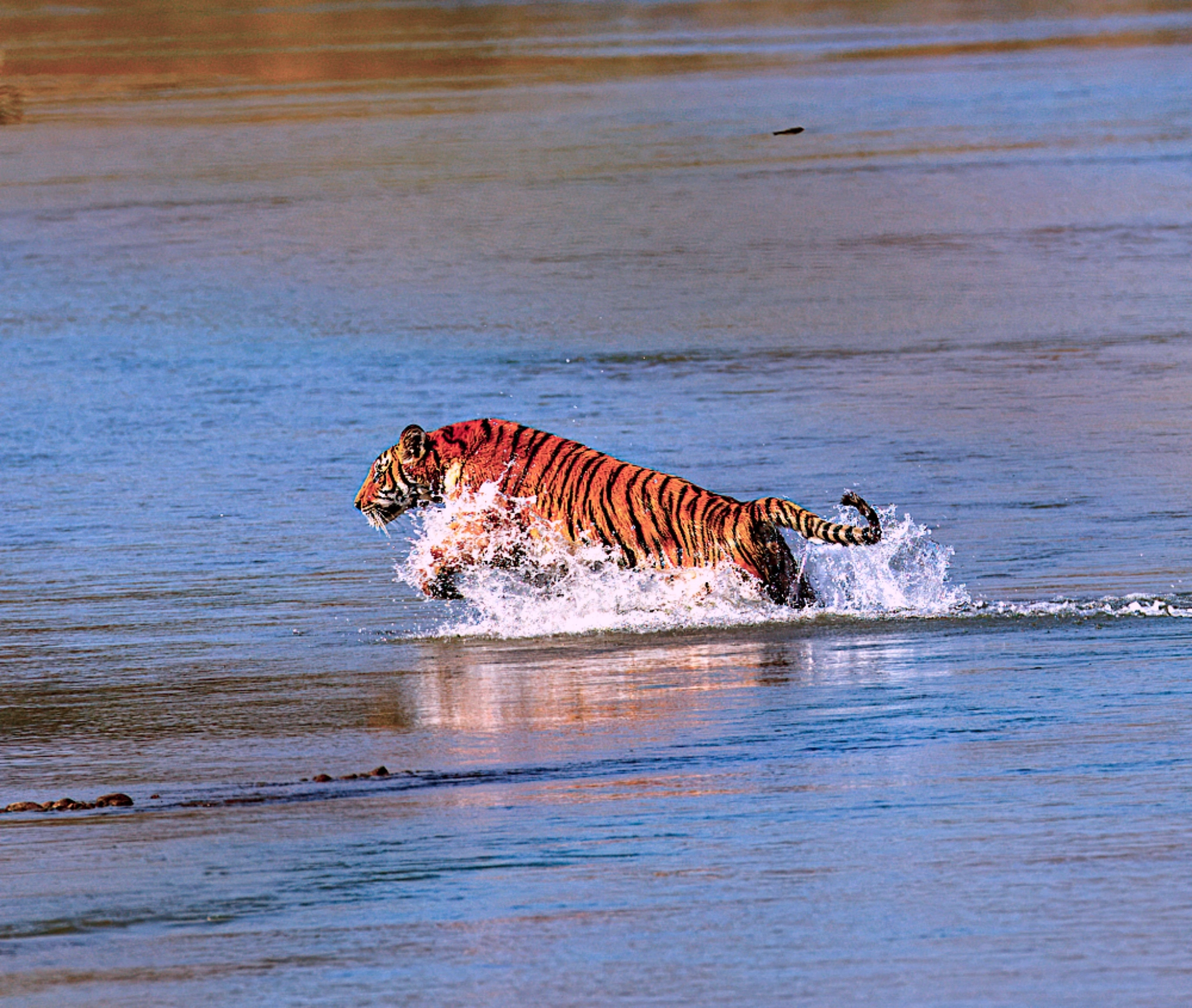 NEPAL JUNGLE SAFARI